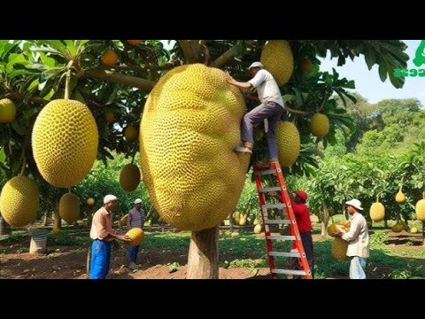 Thailand's Incredible Jackfruit Harvest: See What Thai Jackfruit Farms Look Like!