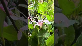 擬態成螞蟻的蟻舟蛾幼蟲 #insects #Notodontinae