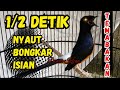 PANCINGAN Murai Batu Gacor PAGI SIANG MALAM AMPUH Buat PANCINGAN Murai Batu Agar Cepat Bunyi Emosi