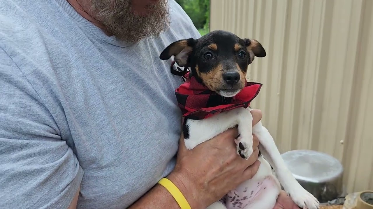 Enlarge Tucker, an adopted Rat Terrier in Bandera, TX video 3/3