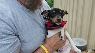 Video preview image #1 Rat Terrier Puppy For Sale in Bandera, TX, USA