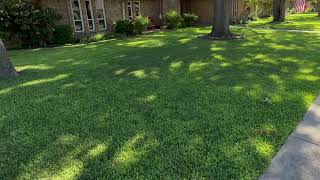 The Secret to a Beautiful North Texas Lawn Under Heavy Tree Cover