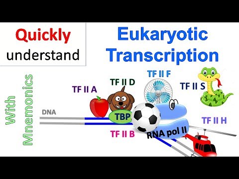 Eukaryotic Transcription