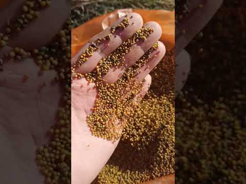 Продам семена желтой горчицы оптом от 5 тонн