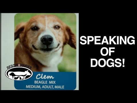 download lagu mp3 mp4 Speaking Of Dogs, download lagu Speaking Of Dogs gratis, unduh video klip Speaking Of Dogs