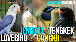 Download lagu MASTERAN CUCAK CUNGKO - LOVEBIRD - CUCAK JENGGOT - TENGKEK BUTO mp3