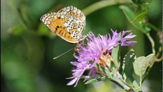 Il mondo degli insetti