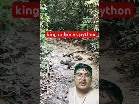 King cobra pani jungle ko raja nai hune rahixa #trending #selfconfidence #kingcobra #python #snake