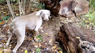 Modern English  - Carry Me Down   Coffeebreak Concert 6/8/83  Holder the Weimaraner 