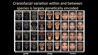 CARTA: Wysocka-Human Neural Crest; Varki-Sialic Acid Biology; Polleux-Cortical Connectivity