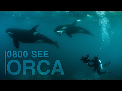 0800 SEE ORCA - Trailer | Robert Marc Lehmann