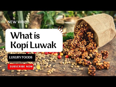 What is Kopi Luwak I Poop Coffee I Most Expensive Coffee in the World I