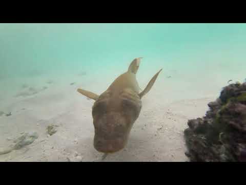 Ride the Tides | Tropical EDM Anthem & Marine Magic | Stingrays & Baby Shark