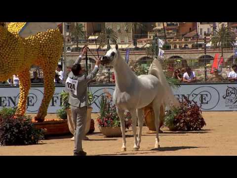 N.124 EXCALIBUR EA - MENTON 2017 - Stallions 4 to 6 years old (Class 9)