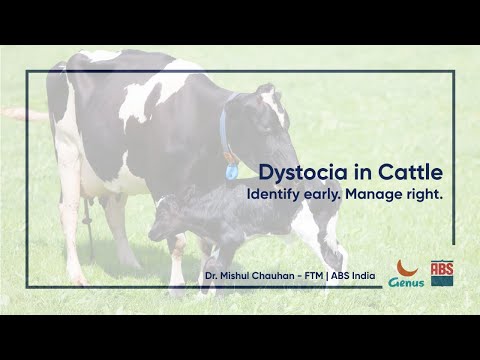 Dystocia in Cattle: Causes, Symptoms & Management Tips