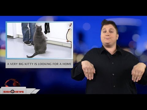 A very big kitty is looking for a home (ASL - 8.25.18)