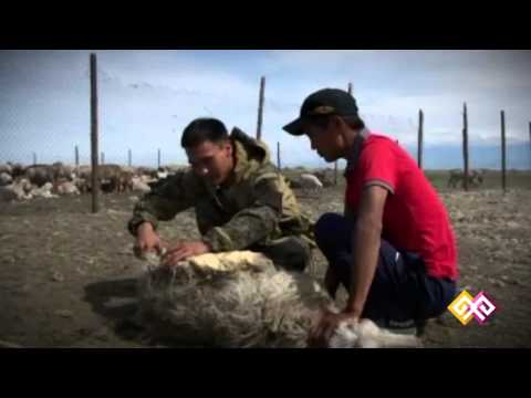 "Атакәсіп" - Қой қырқу