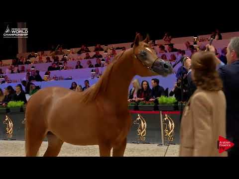 N.83 RD HARENAADO - Paris 2017 - Yearling Colts (Class CM4B)