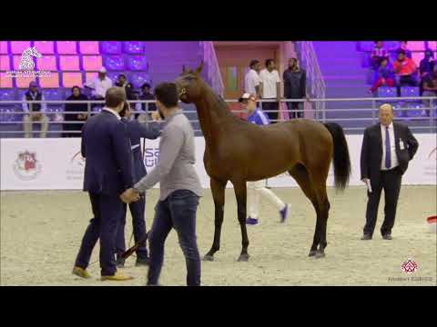 N 164 SG SU'OUD   Sharjah Arabian Horse Festival 2020   Colts 2 Years Old Class 8