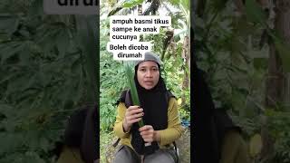 Download lagu Tips Mengusir Tikus di Rumah Dengan Daun Pandan mp3