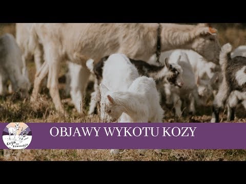 , title : 'Wykoty kóz, czyli po czym szybko poznać, że będzie poród?'