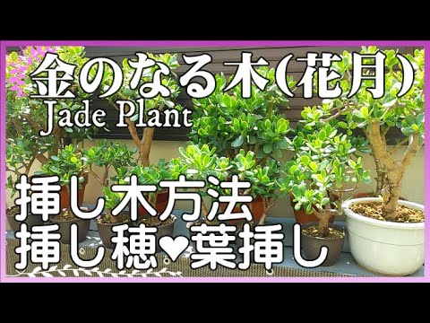 金のなる木を盆栽として育てる: これが仕組みです 植物