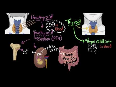 Parathyroid hormone & calcitonin | Chemical co-ordination | Biology | Khan Academy