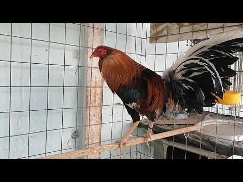 SEMENTAL SWEATER | Sangres de Marcos Kviat