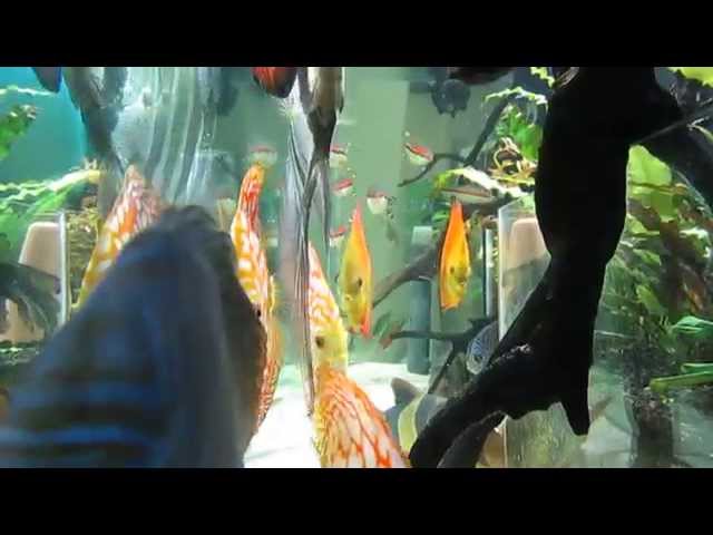 Discus Aquarium - Miracle Mud System - Mega Close Up HD with music