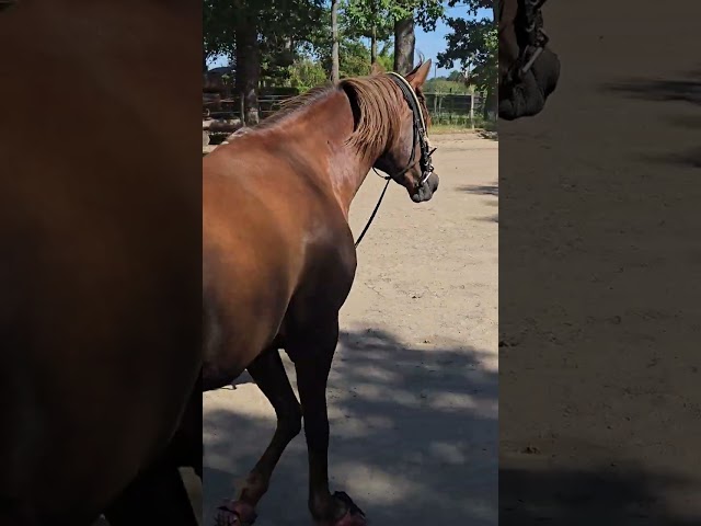 Pur sang arabe  loisir ext&eacute;rieur endurance