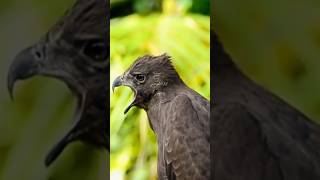 Download lagu Rare & magical Bird Sounds You’ve Never Heard Before! No. 5 is Almost Extinct! #birds #naturesvoice mp3