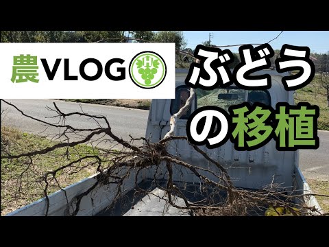 , title : '農VLOG ぶどうの移植 林ぶどう園 2021-3-16'
