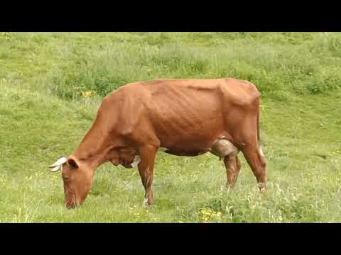 Mucche al pascolo in Lessinia - Grazing cows in the mountains