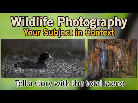 Wildlife Photography and Context.... Tell a Story with a Complete Scene