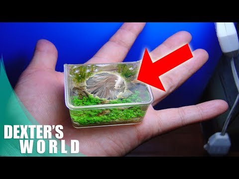 THIS IS HOW YOU PUT YOUR BETTA FISH!