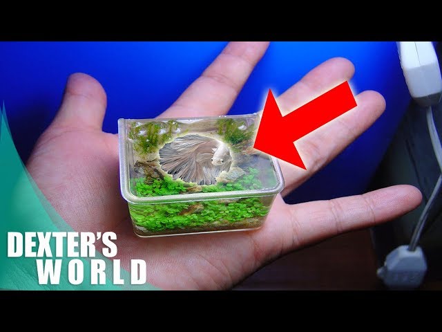THIS IS HOW YOU PUT YOUR BETTA FISH!