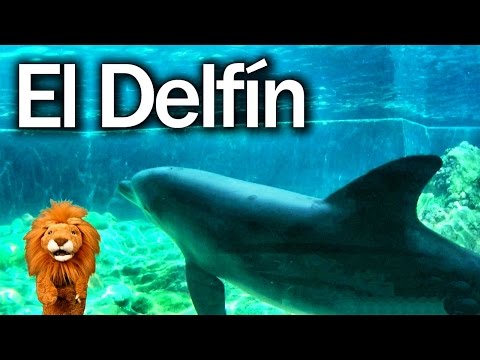 El Delfín - Los niños se divierten con animales del zoologico - Lorenzoo El León