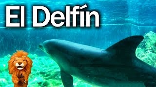 El Delfín - Los niños se divierten con animales del zoologico - Lorenzoo El León