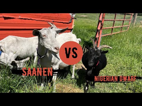 SAANEN vs. NIGERIAN DWARF Milk Goats