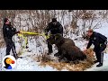 Two Police Officers Rescue A Moose From Frozen Lake | The Dodo