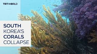 Marine heatwaves destroy South Korea's coral ecosystems around Jeju Island