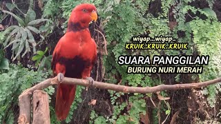 Download lagu Suara panggilan burung nuri merah (red lory) yang jauh dan dekat semua nyaut@nurimenarik4059 mp3