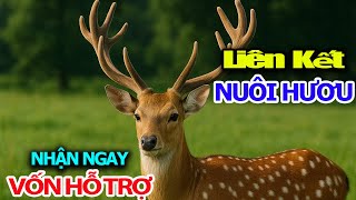 Link to Raise Deer for Export and Receive Capital Support Up to 50 Billion VND with Technical and...