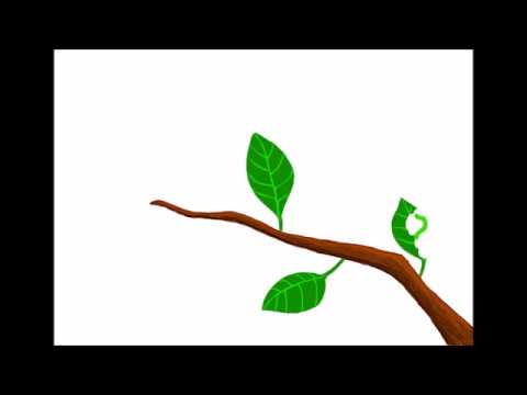 Short animation - Caterpillar to butterfly