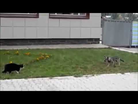 Angry Cats VS Dogs Funny Compilation