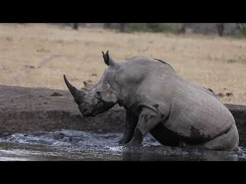 Rhino wallow