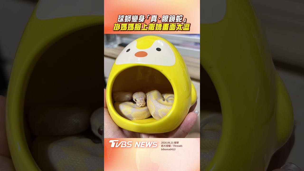 影音/黏人球蟒變身「真.眼鏡蛇」 掛媽媽臉上撒嬌畫面太逗趣