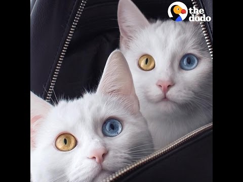Twin Cats Have The Same Pretty Eyes