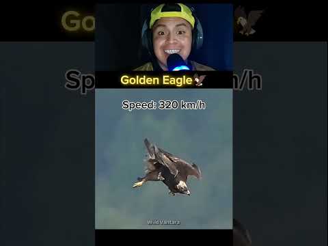 El animal mas rapido del mundo