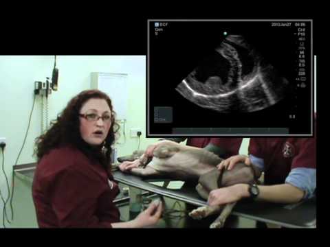 IMV imaging cardiac ultrasound video 7 - Right parasternal short axis view (mitral valve)